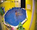 увеличить Лягушонок в Люберцах