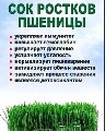 Сок ростков пшеницы (Витграсс), ООО в Екатеринбурге