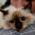 увеличить SACRED BABY в Зеленограде