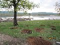 картинка к коментарию